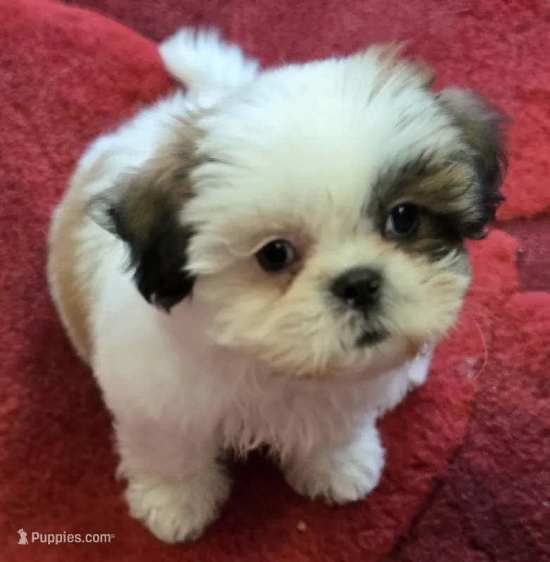 Willow  – Shih Tzu puppy for sale in Fair Oaks, CA
