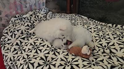 Toby, a male Pomeranian for sale in Sacramento, CA – 10 of 10