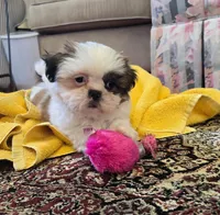 Willow , a female Shih Tzu for sale in Fair Oaks, CA – 6 of 9