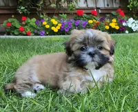 Theo, a male Shih Tzu for sale in Fair Oaks, CA – 8 of 8