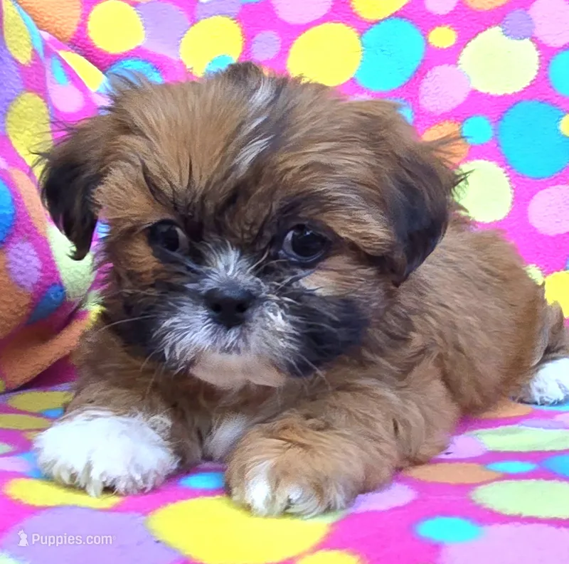 Belle – Shih Tzu puppy for sale in Fair Oaks, CA