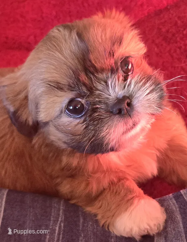 Belle – Shih Tzu puppy for sale in Fair Oaks, CA