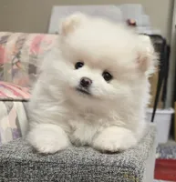 Toby, a male Pomeranian for sale in Sacramento, CA – 2 of 10