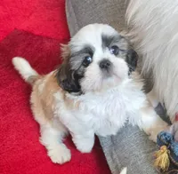 Beethoven, a male Shih Tzu for sale in Fair Oaks, CA – 4 of 10