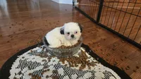 Bailey , a male Shih Tzu for sale in Sacramento, CA – 5 of 10