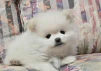 Toby, a male Pomeranian for sale in Sacramento, CA – 4 of 10