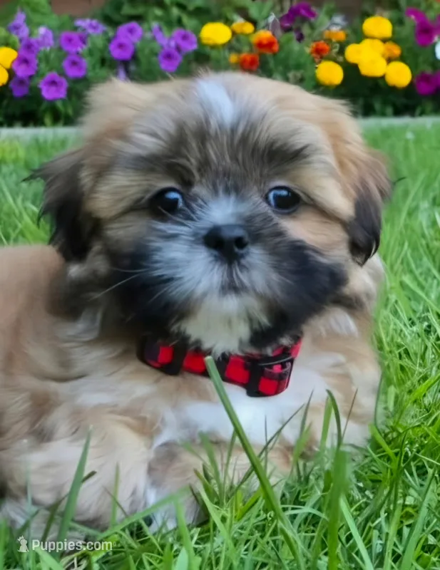 Theo – Shih Tzu puppy for sale in Fair Oaks, CA