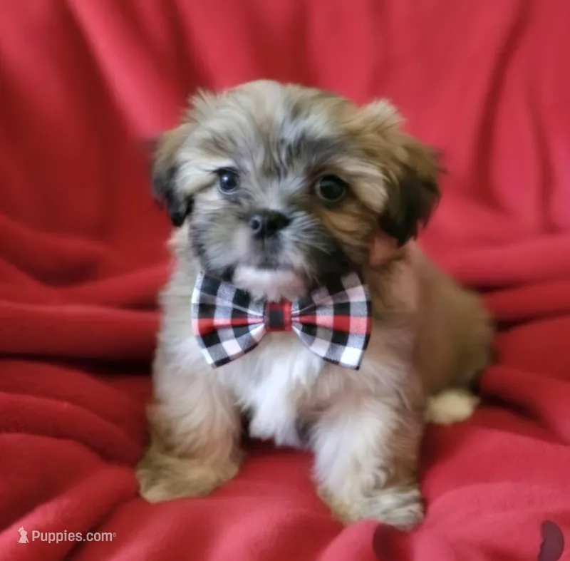 Dale – Shih Tzu puppy for sale in Fair Oaks, CA
