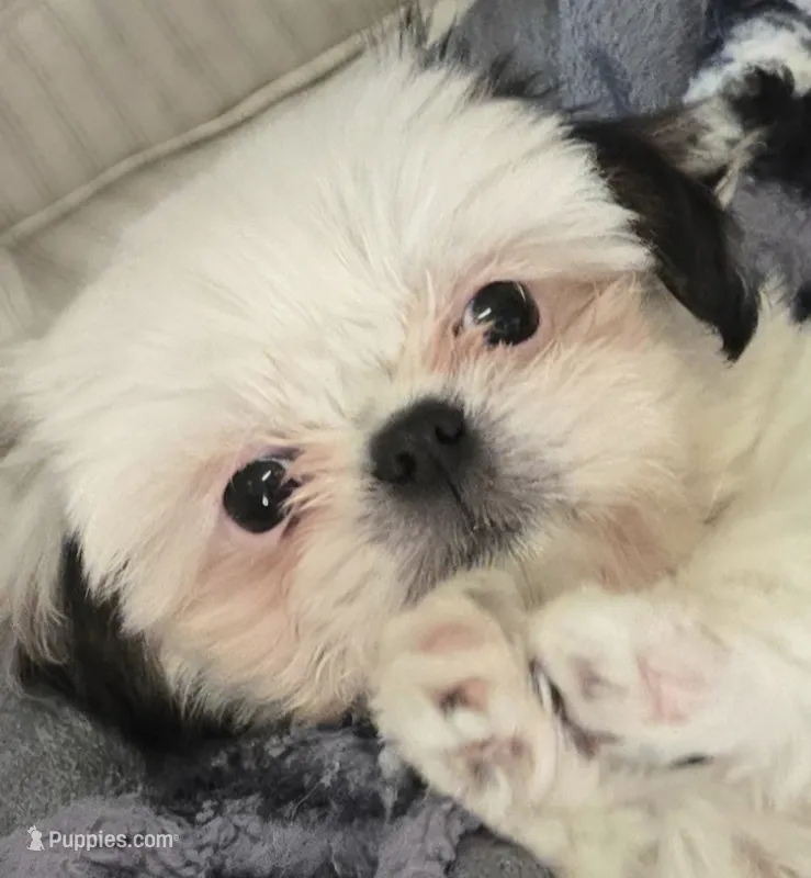 Bailey  – Shih Tzu puppy for sale in Sacramento, CA