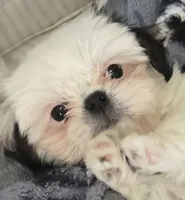 Bailey , a male Shih Tzu for sale in Sacramento, CA – 1 of 10