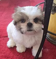 Breezy, a female Shih Tzu for sale in Fair Oaks, CA – 6 of 10