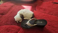 Bailey , a male Shih Tzu for sale in Fair Oaks, CA – 4 of 10