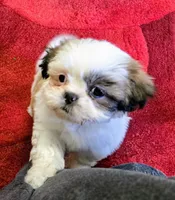 Willow , a female Shih Tzu for sale in Fair Oaks, CA – 1 of 9