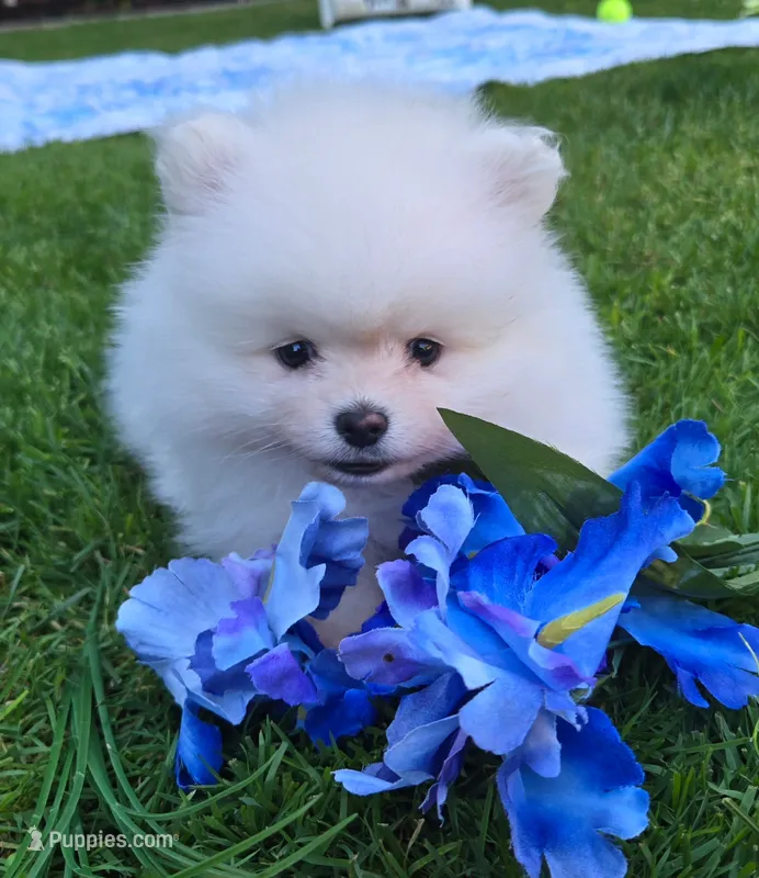 Theo – Pomeranian puppy for sale in Fair Oaks, CA