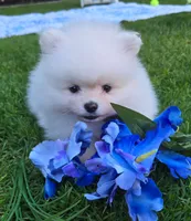 Theo, a male Pomeranian for sale in Fair Oaks, CA – 1 of 10