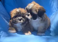 Chip, a male Shih Tzu for sale in Fair Oaks, CA – 2 of 10
