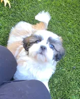 Beethoven, a male Shih Tzu for sale in Fair Oaks, CA – 9 of 10