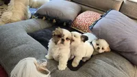 Breezy, a female Shih Tzu for sale in Fair Oaks, CA – 8 of 10