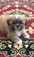 Theo, a male Shih Tzu for sale in Fair Oaks, CA – 2 of 8