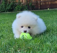 Angel, a female Pomeranian for sale in Fair Oaks, CA – 5 of 10