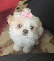 Belle, a female Shih Tzu for sale in Fair Oaks, CA – 5 of 10