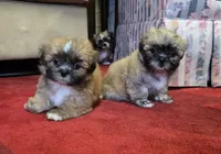 Dale, a male Shih Tzu for sale in Fair Oaks, CA – 5 of 8