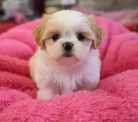 Belle, a female Shih Tzu for sale in Fair Oaks, CA – 9 of 10