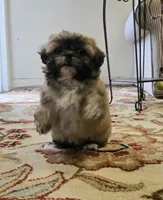 Ava, a female Shih Tzu for sale in Fair Oaks, CA – 9 of 9