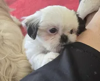 Bailey , a male Shih Tzu for sale in Fair Oaks, CA – 6 of 10