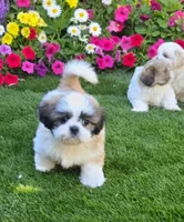 Beethoven, a male Shih Tzu for sale in Fair Oaks, CA – 2 of 10