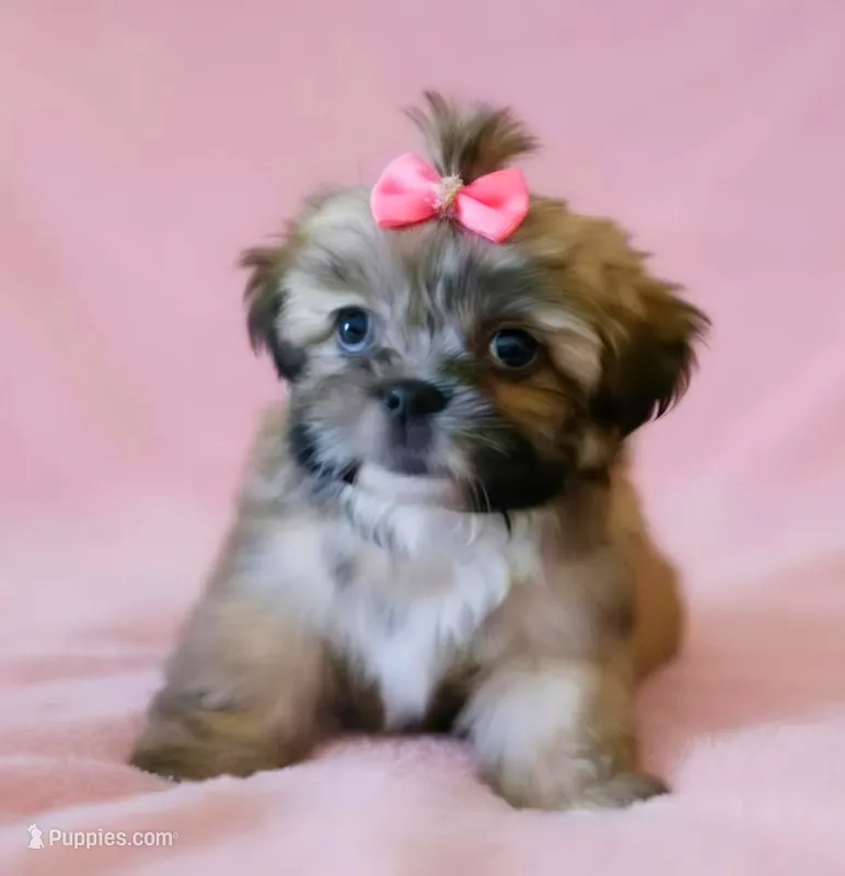 Ava – Shih Tzu puppy for sale in Fair Oaks, CA