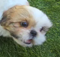 Breezy, a female Shih Tzu for sale in Sacramento, CA – 9 of 10