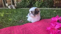 Willow , a female Shih Tzu for sale in Fair Oaks, CA – 8 of 9