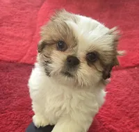 Breezy, a female Shih Tzu for sale in Fair Oaks, CA – 3 of 10
