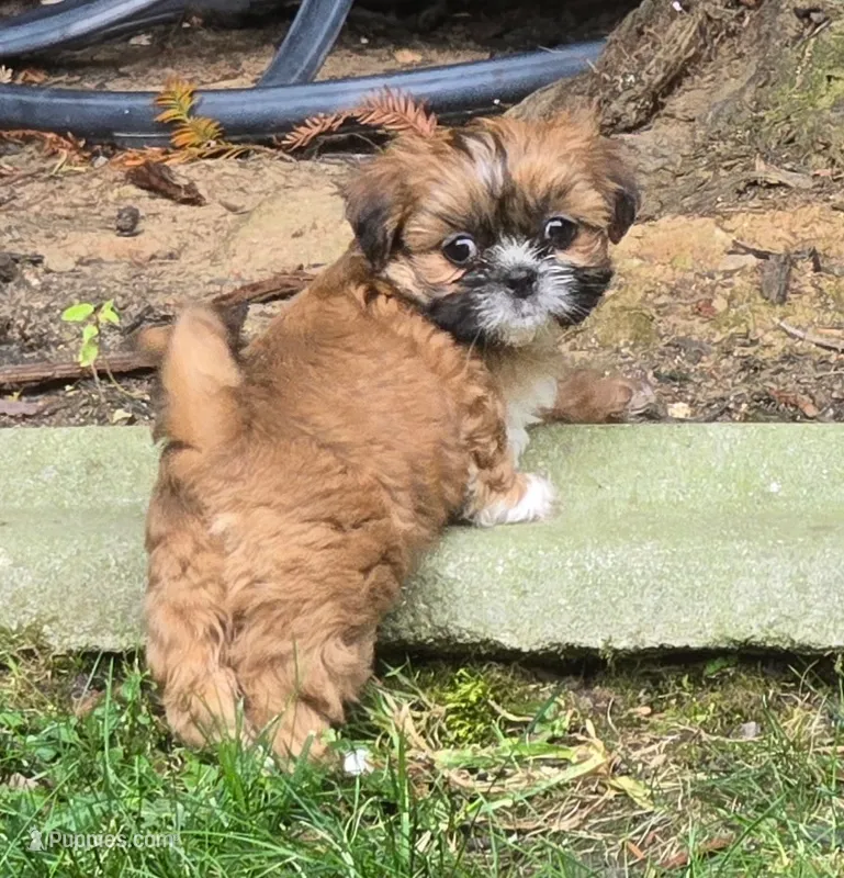 Belle – Shih Tzu puppy for sale in Fair Oaks, CA