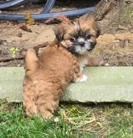 Belle, a female Shih Tzu for sale in Fair Oaks, CA – 1 of 9