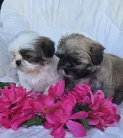 Ava, a female Shih Tzu for sale in Fair Oaks, CA – 2 of 9