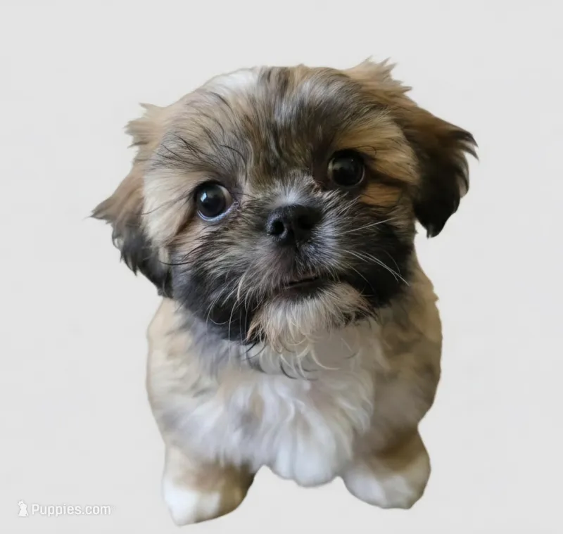 Dale – Shih Tzu puppy for sale in Fair Oaks, CA