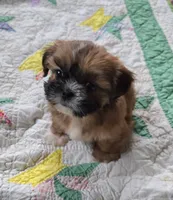 Belle, a female Shih Tzu for sale in Fair Oaks, CA – 5 of 9