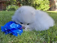 Teddy , a male Pomeranian for sale in Sacramento, CA – 7 of 10