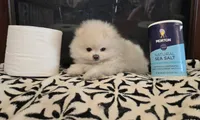 Teddy , a male Pomeranian for sale in Sacramento, CA – 3 of 10