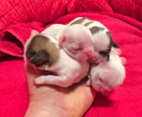 Breezy, a female Shih Tzu for sale in Fair Oaks, CA – 10 of 10