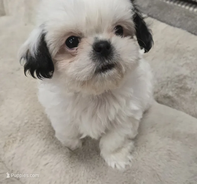 Bailey  – Shih Tzu puppy for sale in Fair Oaks, CA