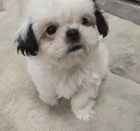 Bailey , a male Shih Tzu for sale in Sacramento, CA – 6 of 10