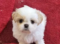 Belle, a female Shih Tzu for sale in Fair Oaks, CA – 3 of 10