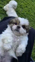 Breezy, a female Shih Tzu for sale in Fair Oaks, CA – 7 of 10