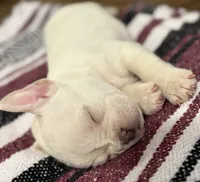 Sweet Potato, a female French Bulldog for sale in Fowler, CO – Photo 1 of 2