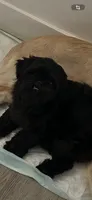 Luna, a female Shih Tzu for sale in Hialeah, FL – 5 of 5