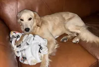 Nala, a female Golden Retriever for sale in Hialeah, FL – 4 of 9