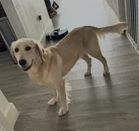 Nala, a female Golden Retriever for sale in Hialeah, FL – 2 of 9